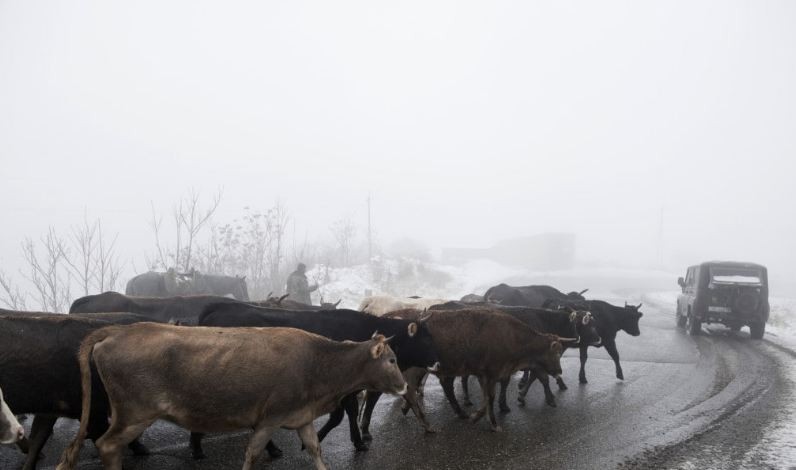 Ermənilər Laçından çıxanda mal-qaranı da apardılar (FOTO)